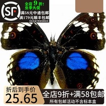 Flash Butterfly Butterfly Specimens Precis Clelia Butterfly Original Butterfly Unspread Genuine Insect Collection Decoration