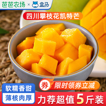 (Barba Farm) Box Horse Sichuan Panzhihua Kate Mang 2 3 5kg single fruit 250g fresh mango fruit