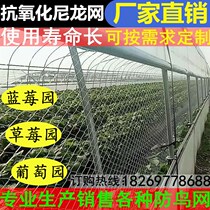 New fruit tree anti-bird net strawberry greenhouse grape cherry planting orchard anti-bird fence protection cover nylon