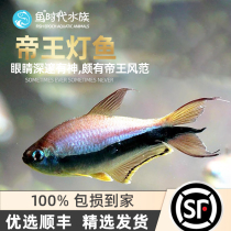 Fish era] Emperors light small tropical fish gold Black emperors King freshwater Merchants The fish group Swim Fish Live