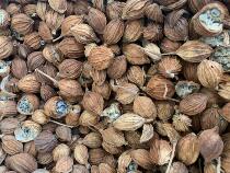 Sichuan Amomum villosum 500g fragrant sand sand kernel high quality Sichuan specialty stew stewed vegetable seasoning spices