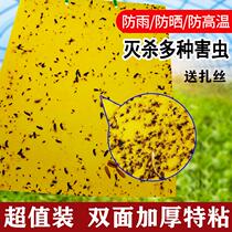 Yellow plate needle bee trap paste sticky glue occupied fruit fly pest household bee mosquito sticky insect board toilet fly