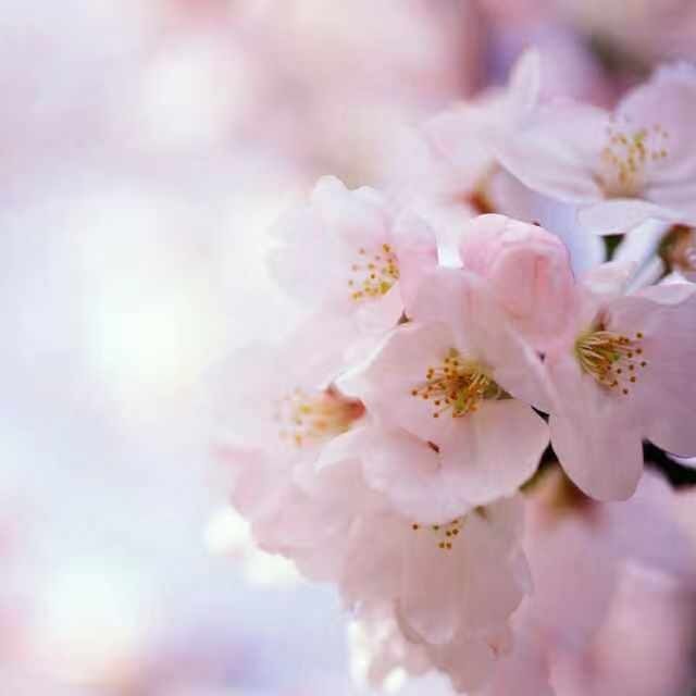 桃花飞