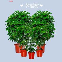 Tree Potted View Leafy Green Plant Suction Purifying Air Four Seasons Living Room Balcony Potted Plant
