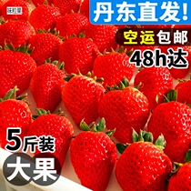 Authentic Dandong 99 strawberries new fresh milk red face cream 99 large strawberries 3 catties for the season fruit 5