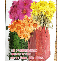 DIY flower paper dry flower wax candle plant specimen material real flower children handmade lantern B grade flower Special