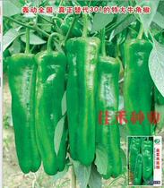 Extra-large beef horn pepper seeds Jinyu large green pepper early-maturing high-yield chili seeds high disease-resistant fruit thick spring sowing