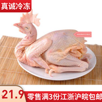 Quick-frozen authentic three yellow chickens the whole white striped chicken 1 5 Jin 3 Zhejiang Shanghai and Anhui