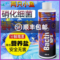 Two small fish in the United States nitrification bacteria aquarium imported nitrifying bacteria water tank digestive bacteria water quality stabilizer