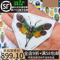 Indonesian Wax Cicada Specimen Pendichodes Faranosa Tulia Insect Has Spread the Specimen Beetle Insect