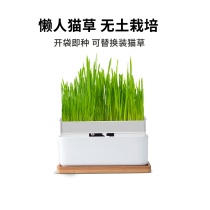 Tongmo cat grass has been planted ready-to-eat catnip potted hydroponic cat grass to hair grass lazy young cat snacks supplies