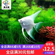 Fairy fish fairy fish live white fairy white fairy fish Peruvian white fairy fish live Snow Fairy fish swallow fish