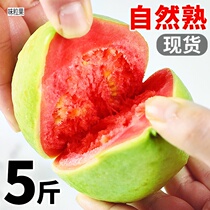 Guava Red Heart Ballet 5 Catty Fruits Fresh When Season Soft Glutinous Rice Butter Red Crispy Sweet Ballatte Whole Box 10