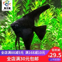 Seven Colorful Gods Fairy fish Black Fairy Ink Fairy fairy Fry Tropical Ornamental Fish Panda Yunshi Black And White Living Ornamental Fish