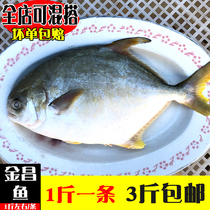 Pomfret fresh fresh sea fish flat fish big Jinchang fish deep-sea gold and silver pomfret seafood aquatic products mirror fish pomfret bream