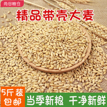 5 catties of Northeast barley grains with shell barley tea raw materials brewed barley grains to feed pigeons to clear feed