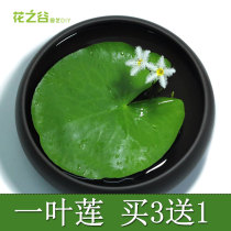 Plants feed Lotus good foliage Four Seasons one leaf flower aquatic heart-shaped hydroponic Lotus flowering plant