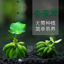  Aquarium fish tank Banana grass water grass desktop water and land tank landscaping green plants living water grass real grass without bottom sand planting