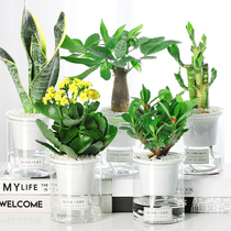  Fortune tree green plant Jiuli fragrant flower potted aloe plant Hydroponic green radish Fuguizhu Indoor good tiger pilan