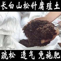 Pine needle soil humus soil humus soil planting general nutrition soil green orchid fleshy rotten pine needle flower soil