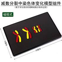 Magnetic absorption magnetic label biological equipment teaching instrument for chromosome cross-switching federation secondary school student subgroup 33305