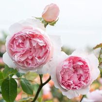 Rose seedlings large flowers flower buds Four Seasons flowers green plants indoor and outdoor balconies rose potted plants