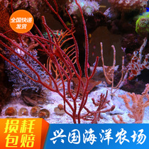 Red Sea Lyu Seliu Coral Living Sea Tree Living Coral Seawater Fish Tank NPS Sea Vat Decorated Red Coral