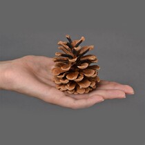 Self-taught Natural Pingo Tower Christmas Kindergarten Decorated Dry Flower Zakka Handmade Creative DIY Material First Offer