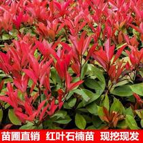 (Stone Nanmiao) Courtyard Greenery Miao Red Robin Fence Garden Green Plant