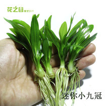 Live small and medium nine fish tank yellow crown good mini crown real aquarium landscape underwater leaf water grass rear landscape grass breeding easy