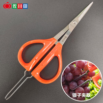 Sagawa Tian 937 Kruffle Scissors and Cutting Fruit Scissors with Tweezers and Fruitflower Orchard Gardening Cuttering Pickers