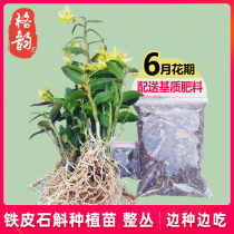 Dendrobium dendrobium seedling clump seedling whole clump Edible planting seedlings Chinese herbal medicine Dendrobium flowers Dendrobium orchid pot planting