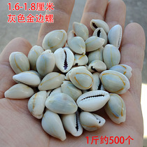 Full 28 conch gray coin gold edge snail shell micro landscape small shell DIY handmade accessories material