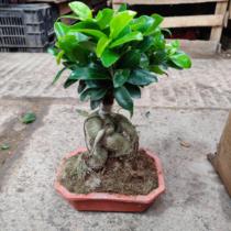Potted ginseng Banyan Tree money Banyan tree living room indoor flower bonsai Four Seasons green plant is good to feed and easy to plant