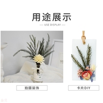 Immortal Tianzhu Girl Pine Christmas Pine Tree diy Aromatherapy Wax Brand Making Decoration Dried Flower Window Decoration Props