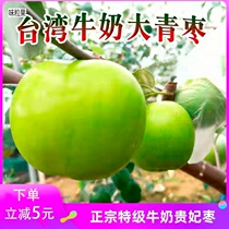 Milk Green Dates 10 Catty Fruits Sweet Date Honey Dates When Season Now Picking Fruit Yunnan Fresh Dates Sweet And Crisp Winter Dates Crisp Dates