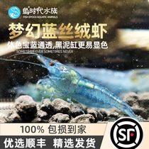 Super Blue Velvet Freshwater Grass Vat Tropical Ornamental Pet Living Pure Ensemble Taiwan Dealgae Shrimp Rice Tools Clean Shrimp
