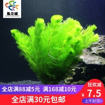 Fish city water grass green chrysanthemum grass fish tank water grass living green chrysanthemum grass red chrysanthemum live water grass ornamental grass living