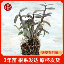 Dendrobium officinale 3-year domesticated seedlings of Dendrobium officinale seedlings can be fresh strips of Dendrobium flower Maple original cup delivery