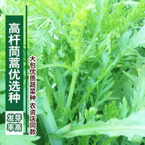 High-pole chrysanthemum seeds balcony potted garden planting green vegetables seeds high yield Emperor vegetables Four Seasons sowing