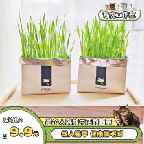Unka Vetreska Lazy Cat grass seeds Soil-free hydroponic planting set Wheatgrass row hair spheroidized hair