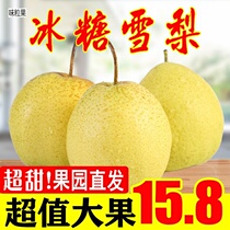 Snow Flower Pear Zhao County Fresh Pear Sydney Fruit Fresh When Season Pear fresh 10 Sydney whole box 5 catties 9 catties