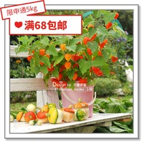 Flower edge Pickles imported vegetable seeds * British TM * Lantern fruit * Golden Pineapple physalis * Red Lantern 5