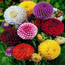 200 Mixed Zinnia Seeds Pretty Pastel Colors Flower Seeds Fre