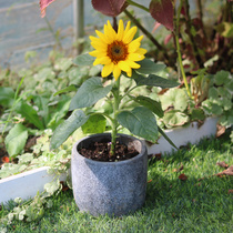 Sunflower potted dwarf glorious years sunflower flower seedling balcony flower plant sunflower potted plant with flower hair