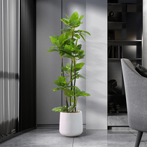 Roman Mom Indoor Living Room Clothing Shop Corner Fake Plant Decoration Nordic Simulation Green Roe Landing Potted Plants