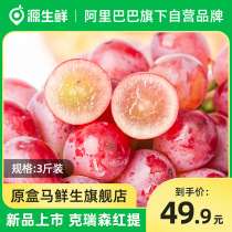 Yuansheng Fresh Cresen Red Grapes 3 catties Seedless Red Grapes Seasonal Fresh Picked Fruits Grape Grapes FCL