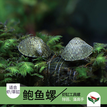 Abalone snail grass tank removal of Moss snail snail tank cleaning snail strong effect of algae snail 1012