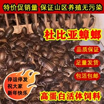 Dolbiya cockroach living insect reptile live food high protein feed