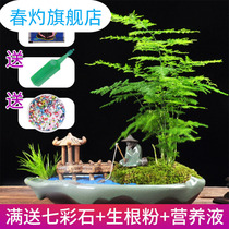 Office green plant Bamboo fortune tree bonsai potted living room Indoor air purification in addition to formaldehyde radiation protection